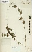 Alexander von Humboldt Herbarium painting